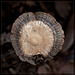 Mushroom Shield