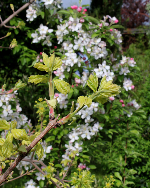 Acer campestre variegata ( pulverulenta)