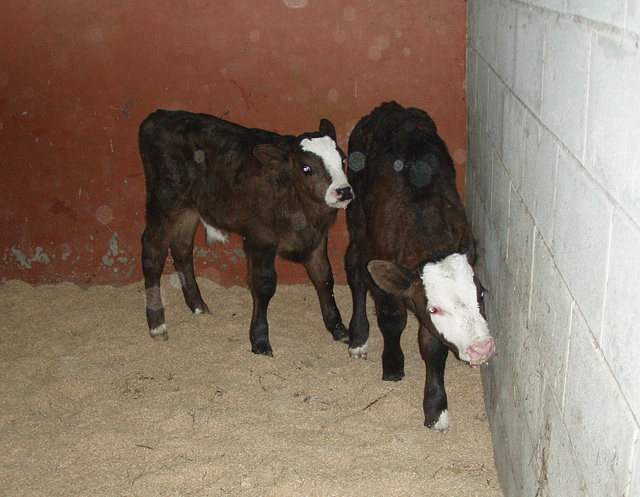 our two new calves