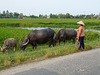 Water Buffalo by the Paddy Field