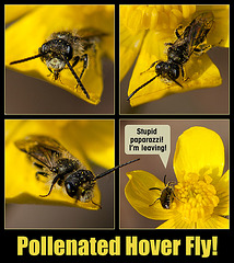 Polinated Hover Fly!