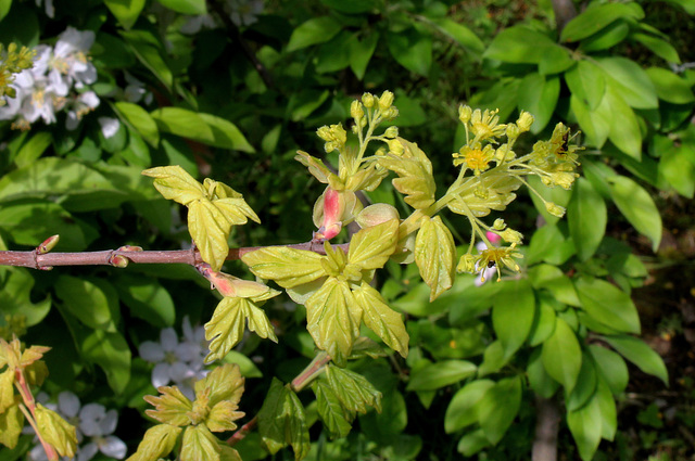 Acer campestre variegata ( pulverulenta)