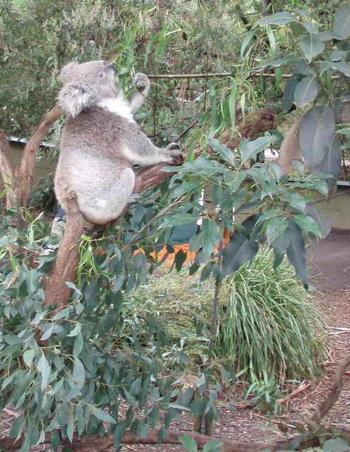 koala