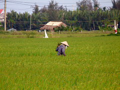 Amidst the Rice