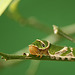 Common Morman Caterpillar
