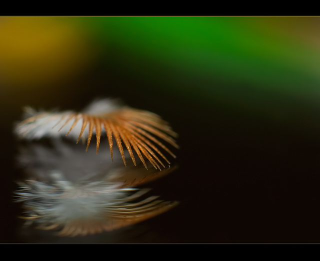 Barbs of a Tiny Feather