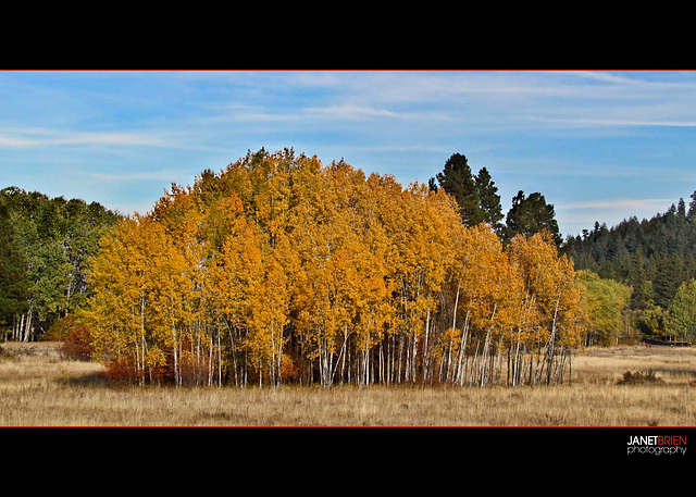 Golden Grove of Trees in Klamath County