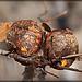 Pair of Colorful Wasp Galls