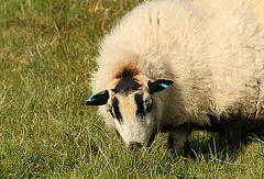 Badger-faced Sheep