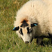Badger-faced Sheep