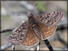 Hooray for Skippers!! This is the Propertius Duskywing! [EXPLORE #17! TYVM!!]