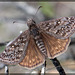 Hooray for Skippers!! This is the Propertius Duskywing! [EXPLORE #17! TYVM!!]