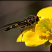 The Lovely Syrphid Hoverfly!