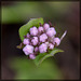 Shortspur Seablush: The 32nd Flower of Spring!