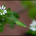 Common Chickweed: The 34th Flower of Spring!