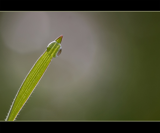 Close-Up & Personal: Tiny Blade of Grass with Droplet