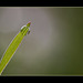 Close-Up & Personal: Tiny Blade of Grass with Droplet