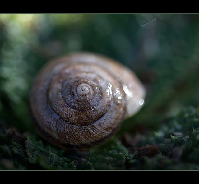 37/365: "The spiral in a snail's shell is the same mathematically as the spiral in the Milky Way galaxy, the spirals in our DNA, and this ratio is also found in very basic music that transcends cultur