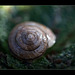 37/365: "The spiral in a snail's shell is the same mathematically as the spiral in the Milky Way galaxy, the spirals in our DNA, and this ratio is also found in very basic music that transcends cultures all over the world." ~ Joseph Levitt
