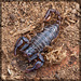 Jackpot! Northwest Forest Scorpion! [EXPLORE #13, TYVM!!]