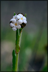 Rusty Popcornflower: The 29th Flower of Spring!