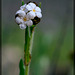 Rusty Popcornflower: The 29th Flower of Spring!