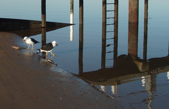 Pacific Gulls in Rhyll