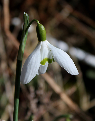 Perce-neige (5) Perce-neige (5)