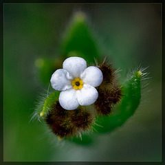 Rusty Popcornflower: The 29th Flower of Spring! [EXPLORE #15! TYVM!!]