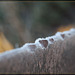 Abstract: Bulldozer Blade Touched by Frost
