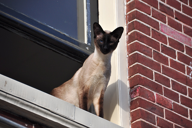 ...later replaced by this Siamese cat