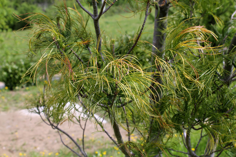 Pinus strobus 'Contorta' (Twisted White Pine )