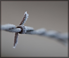 Frosted Barbed Wire