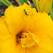 Spider with bee on daylily