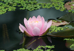 Enchanted Waterlily