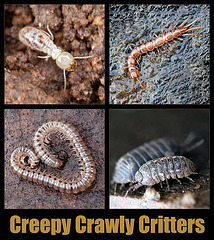 Creepy Crawly Critters