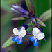 Smallflower Blue-Eyed Mary: The 27th Flower of Spring!