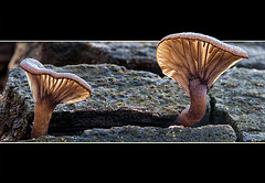 Mushroom Drama Queens