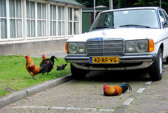 Cocks guard my car