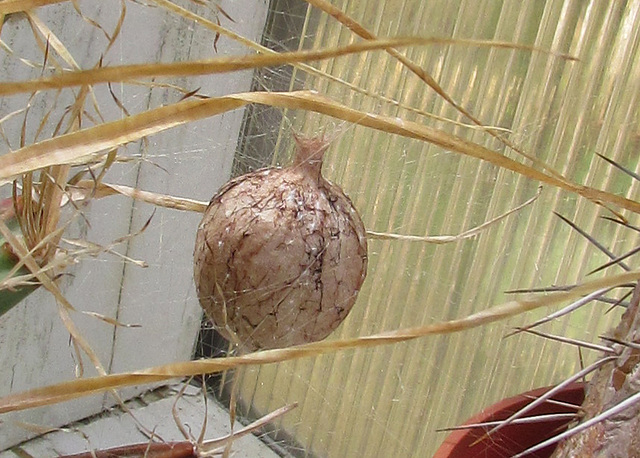 Spider Egg Case