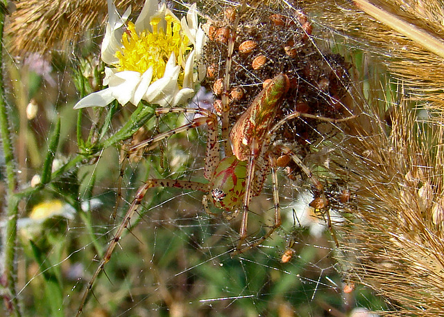 Lynx spider with babies