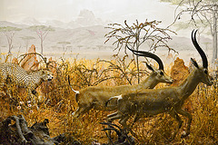 A Cheetah Giving Chase, Diorama – Carnegie Museum of Natural History, Pittsburgh, Pennsylvania