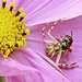 Crab Spider with Dinner