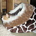 Leeloo in her giraffe bed