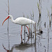 White Ibis – Merritt Island, Florida