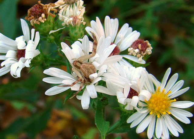 Crab Spider on Asters