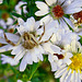 Crab Spider on Asters