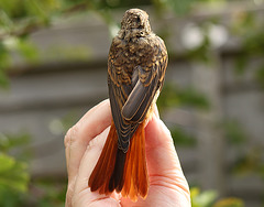 Ringed Young Redstart
