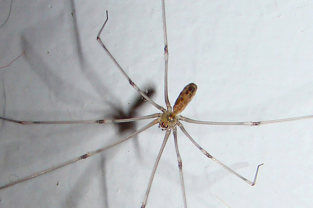 Longbodied Cellar Spider