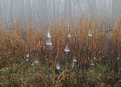 Spider Webs with Morning Mist